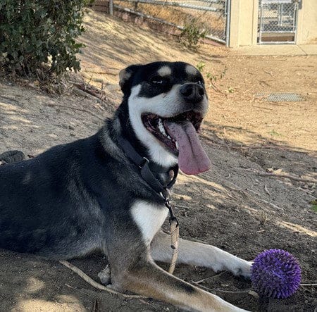 Photo of Morris, adoptable Siberian Husky in Martinez, California