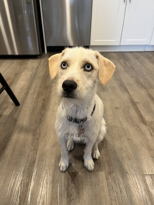 Photo of Icee, adoptable Terrier in Corona, California