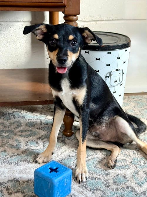 Photo of Orville, adoptable Chihuahua in San Leon, Texas