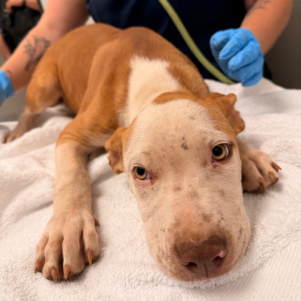 Photo of Alvin, adoptable Terrier, Pit Bull in Spartanburg, South Carolina