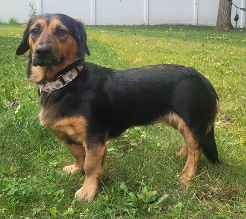 Photo of Brandy, adoptable Basset Hound in Brooklyn Center, Minnesota