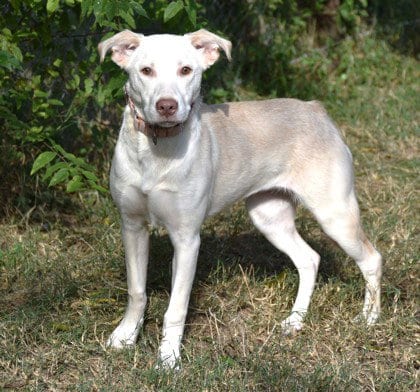 Photo of Possum, adoptable Labrador Retriever in Inverness, Florida