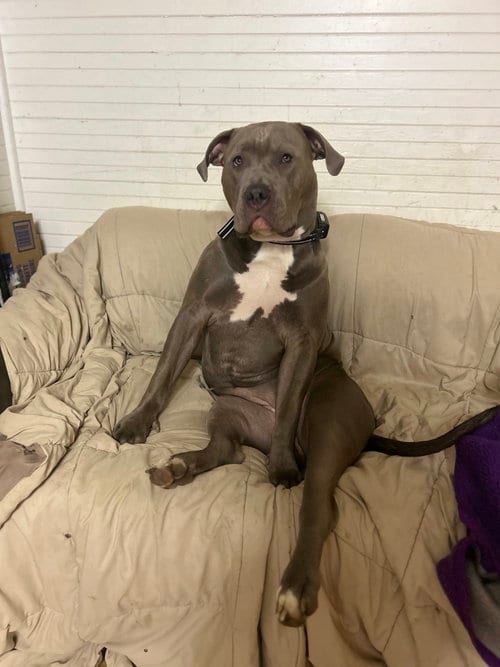 Photo of Storm, adoptable American Pit Bull Terrier in Woodland, California