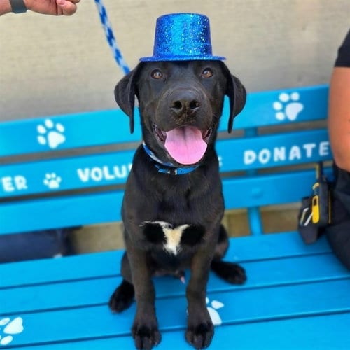 Photo of Boombox, adoptable Labrador Retriever in Long Beach, California