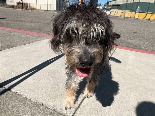 Photo of Monty, adoptable Miniature Schnauzer in Santa Rosa, California