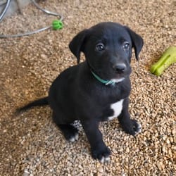 Photo of Percy JuM, adoptable German Shepherd Dog Mixed Breed (Medium) in Baltimore, Maryland