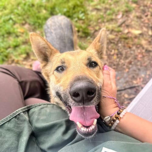 Photo of Petal, adoptable German Shepherd Dog in Oakland, California