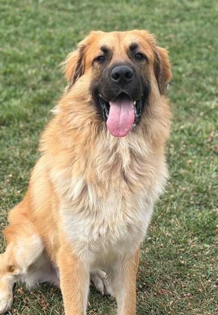 Photo of Simba, adoptable Leonberger in Fairfield, California