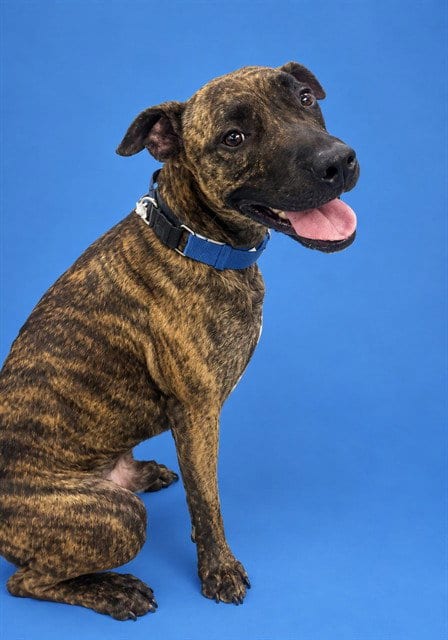 Photo of Diego, adoptable Pit Bull Terrier in Westminster, Maryland
