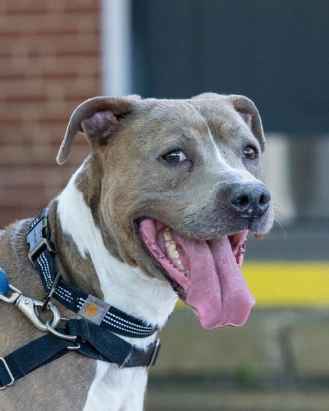 Photo of Smalls, adoptable Pit Bull Terrier in Richmond, Virginia
