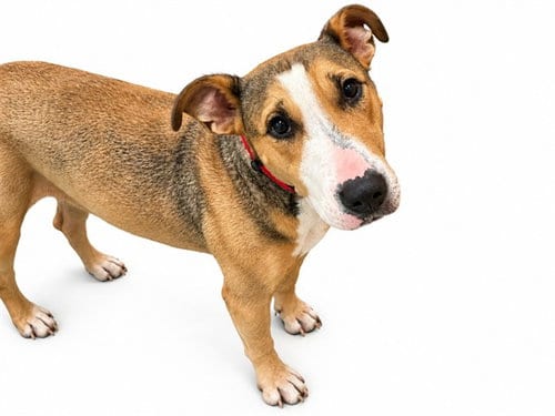 Photo of Sunny, adoptable Bull Terrier in Ft Lauderdale, Florida