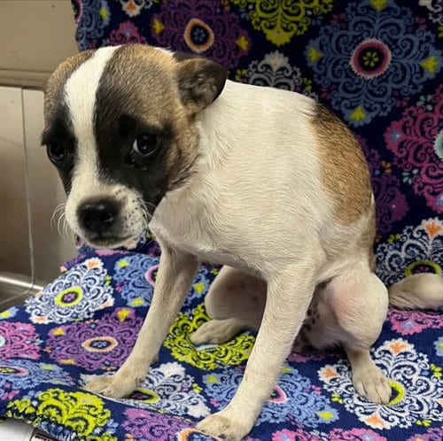 Photo of Cookie, adoptable Chihuahua in HESPERIA, California
