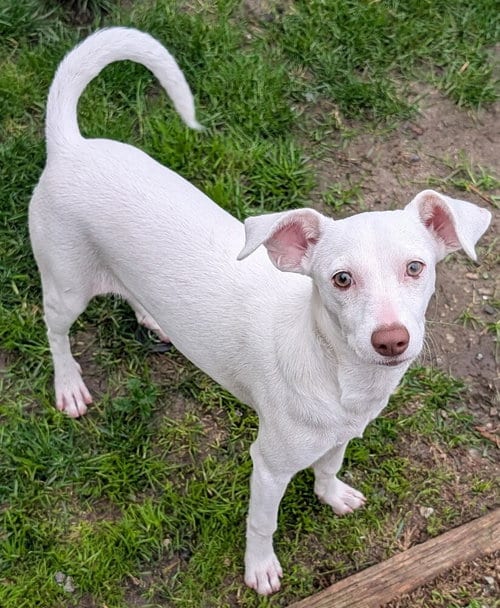 Photo of Chanel, adoptable Chihuahua in San Bernardino, California