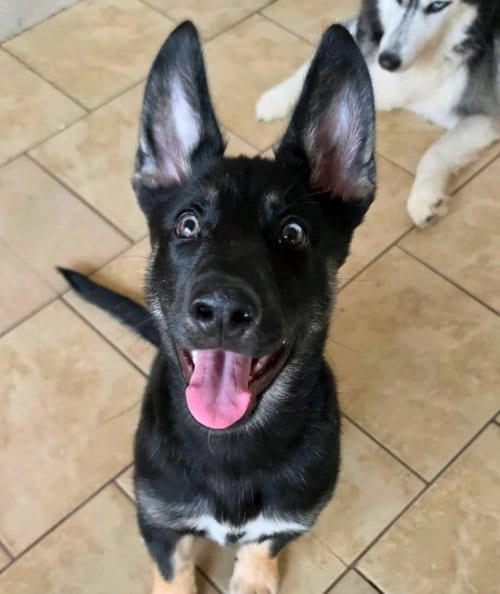 Photo of Nova, adoptable German Shepherd Dog in Matawan, New Jersey