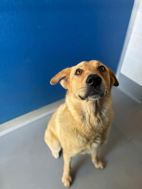 Photo of Miss Honey, adoptable Golden Retriever in Visalia, California