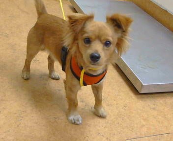 Photo of A927512, adoptable Chihuahua in Sacramento, California