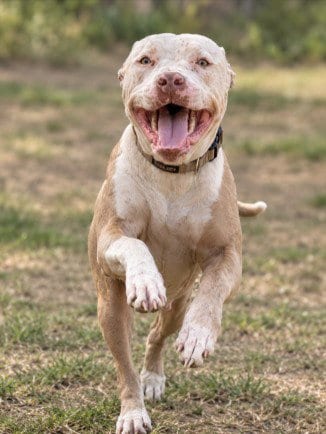 Photo of Flower, adoptable Pit Bull Terrier in Killeen, Texas