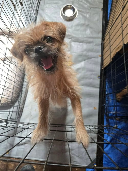 Photo of Whirley, adoptable Brussels Griffon in Grafton, Wisconsin