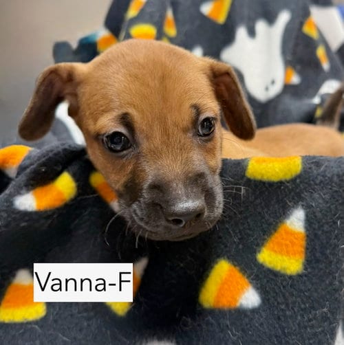 Photo of Vanna, adoptable Chihuahua in Gilberts, Illinois