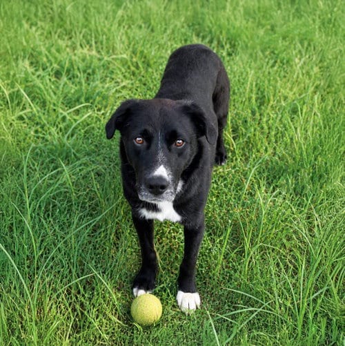 Photo of Mack, adoptable Labrador Retriever in Unionville, Pennsylvania