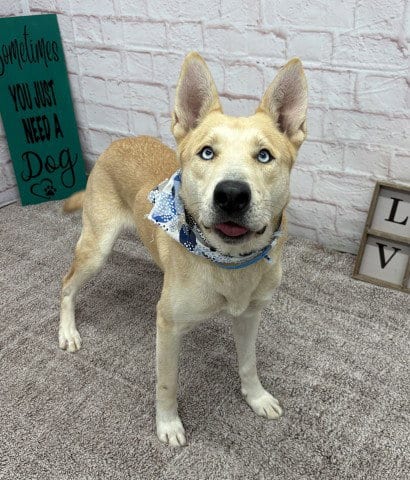 Photo of Todd, adoptable Siberian Husky in Detroit, Michigan