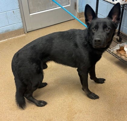Photo of Cicero, adoptable dog in Chamblee, Georgia