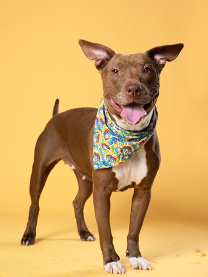 Photo of Rosella, adoptable dog in Atlanta, Georgia