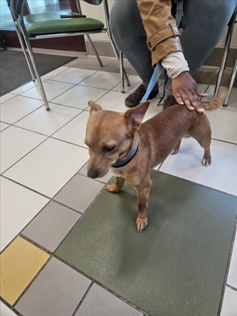 Photo of Peanut, adoptable Chihuahua in Derwood, Maryland