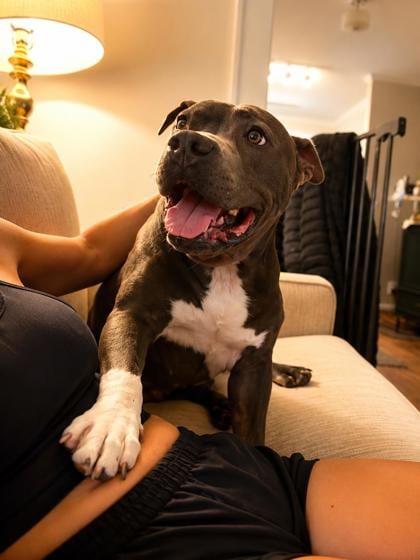 Photo of Ape, adoptable dog in Chamblee, Georgia