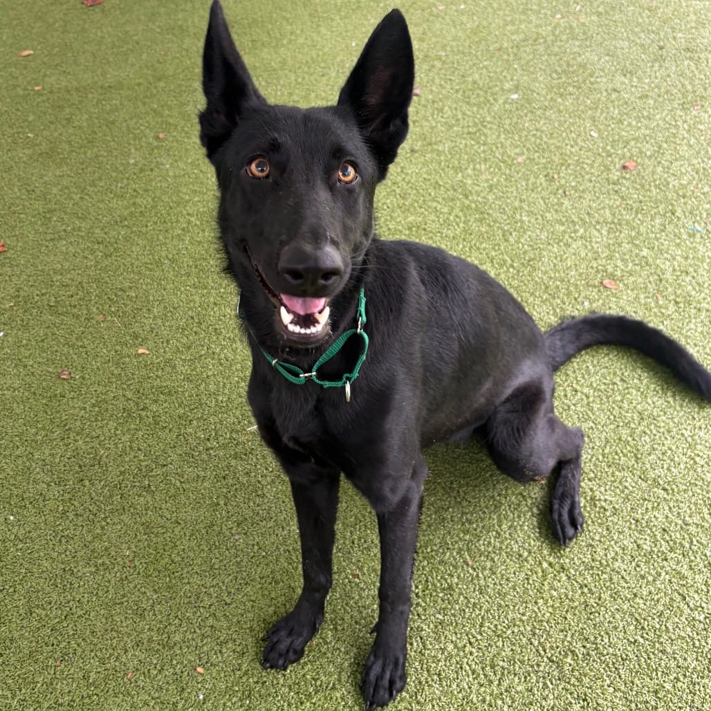 Photo of October, adoptable Shepherd in Greensboro, North Carolina
