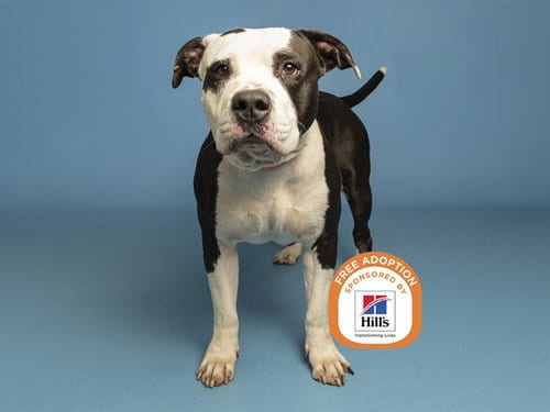 Photo of Norman, adoptable American Pit Bull Terrier in Phoenix, Arizona