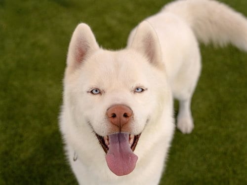 Photo of Crux, adoptable Siberian Husky in Martinez, California