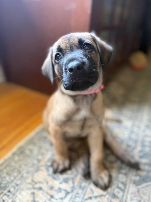 Photo of 2 Orphans - Cosette - Located in Missouri, adoptable Belgian Shepherd Malinois in Imlay City, Michigan