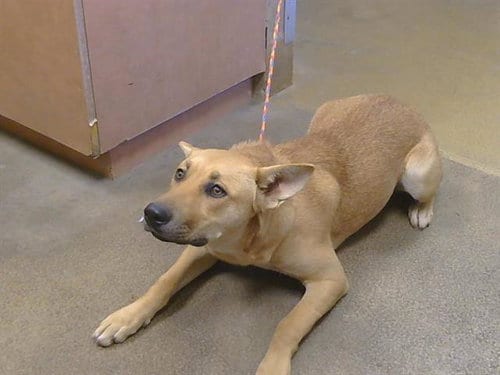 Photo of Giga Pet, adoptable Carolina Dog in Sacramento, California