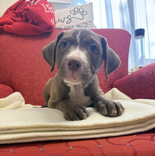 Photo of Sable, adoptable Staffordshire Bull Terrier in Brewster, Massachusetts