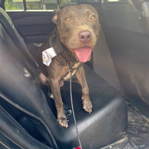 Photo of Juju, adoptable American Staffordshire Terrier in San Antonio, Texas