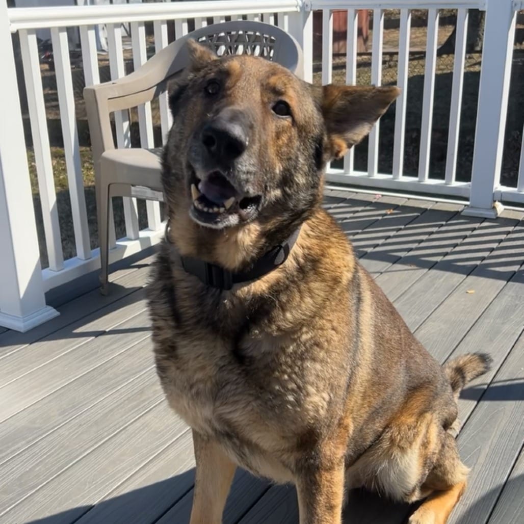 Photo of Wang Kai, adoptable Shepherd, German in Potomac, Maryland