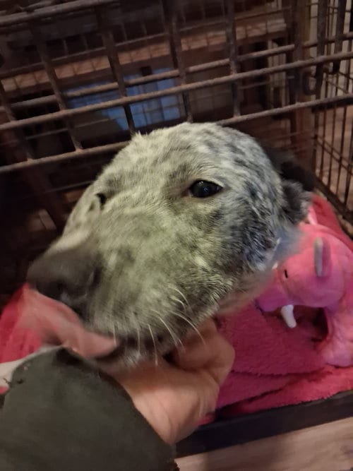 Photo of Pop Tart, adoptable Australian Cattle Dog/Blue Heeler in San Juan Bautista, California