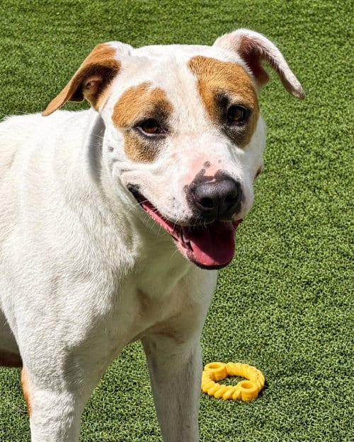 Photo of Sueboo-$75, adoptable Pit Bull Terrier in Rockwall, Texas
