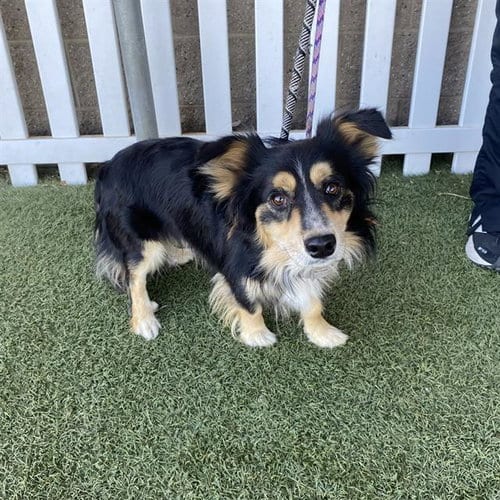 Photo of Toby, adoptable Cardigan Welsh Corgi in Modesto, California