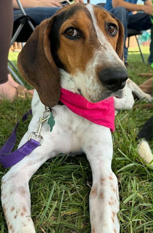 Photo of Dottie, adoptable Treeing Walker Coonhound in Low Moor, Virginia