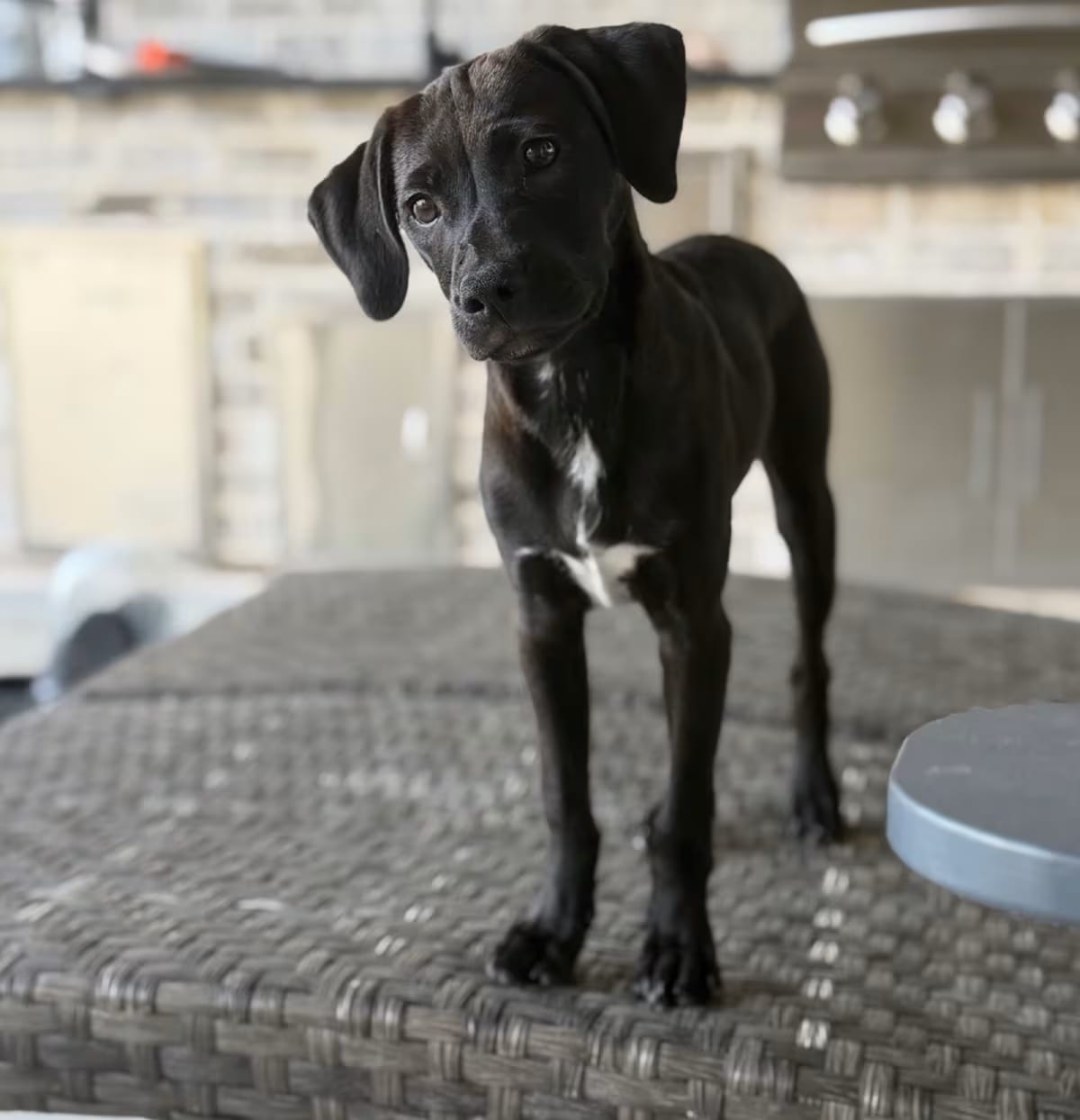 Photo of “Beau” Beaujolais, adoptable Spaniel (Unknown Type)/Labrador Retriever in Baton Rouge, Louisiana