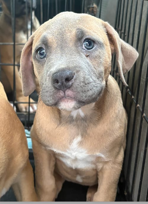 Photo of Willow, adoptable Catahoula Leopard Dog in Atlanta, Georgia
