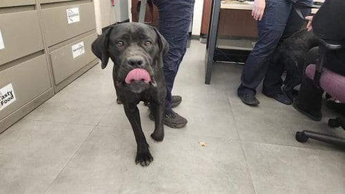 Photo of Lilly, adoptable Mastiff in Sacramento, California