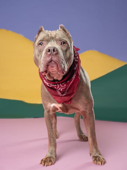 Photo of Ranch Ranger, adoptable dog in Atlanta, Georgia