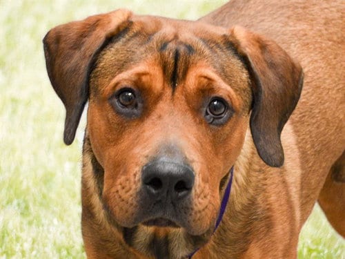 Photo of Bruno, adoptable Cane Corso Mastiff in Denver, Colorado