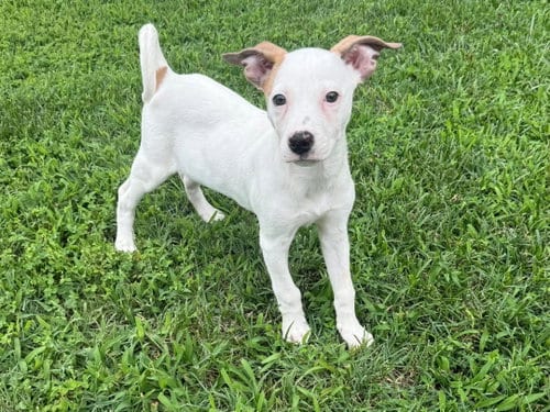 Photo of Biscuit, adoptable American Pit Bull Terrier in Chester, Virginia