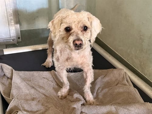 Photo of Papas, adoptable Poodle (Miniature) in Baldwin Park, California
