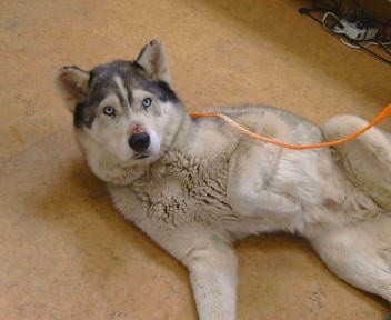 Photo of Fable, adoptable Siberian Husky in Sacramento, California