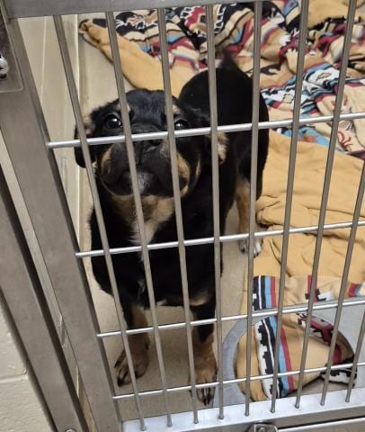 Photo of Brandon, adoptable Rottweiler in Decatur, Illinois